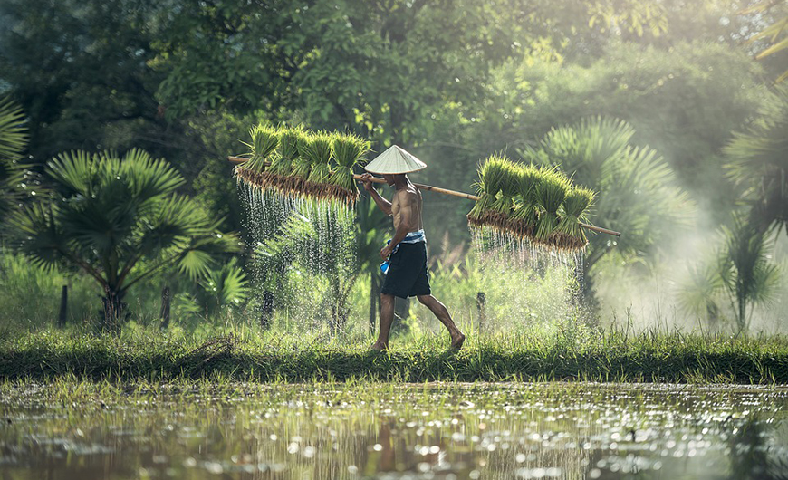 Vai trò của nước trong nông nghiệp